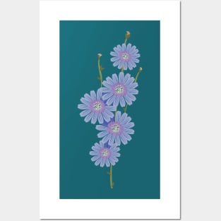 Chicory a bouquet of blue flowers Posters and Art